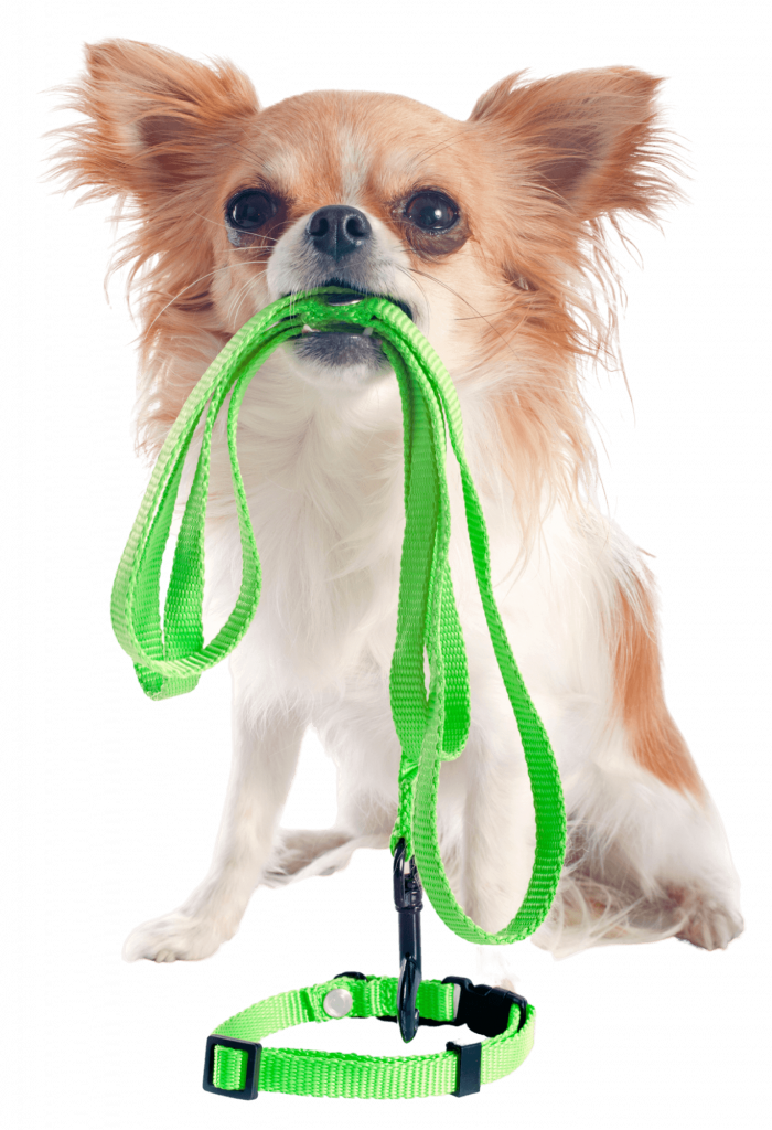 chihuahua-puppy-ready-to-start-training-1-700x1024