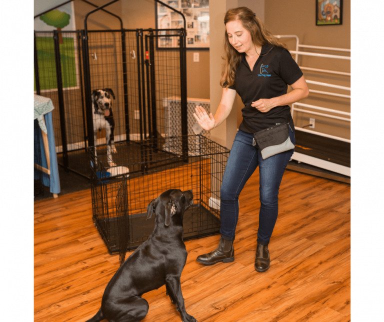 leady with dogs image 02