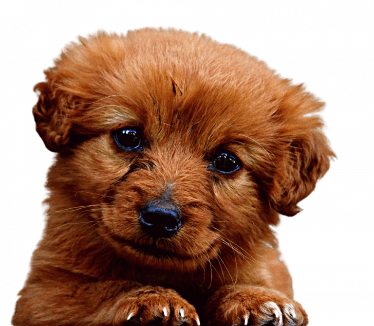 puppy-ready-to-train-1-768x670